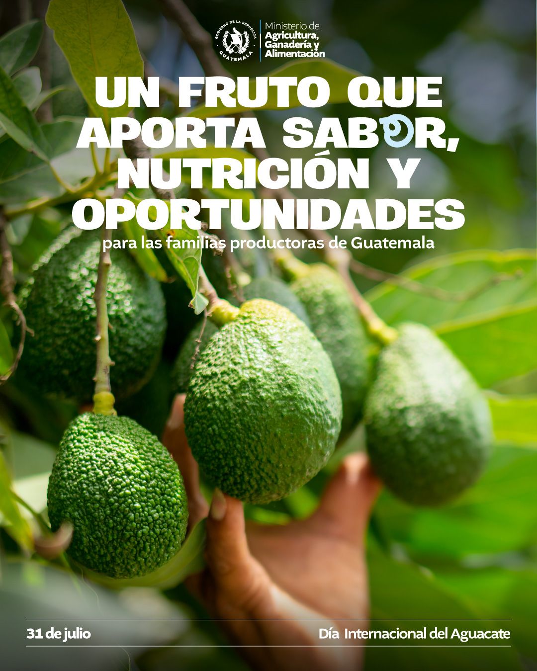 DÍA INTERNACIONAL DEL AGUACATE
