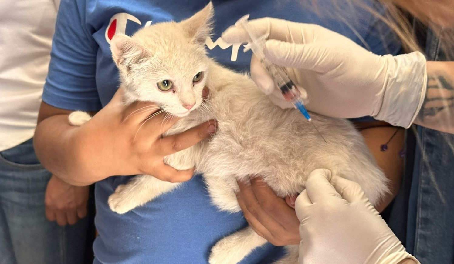 Cada gato merece una vida segura y llena de bienestar