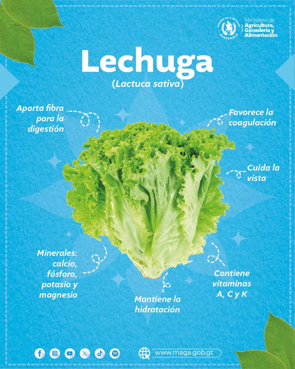 ¿Conoce los beneficios de la lechuga?