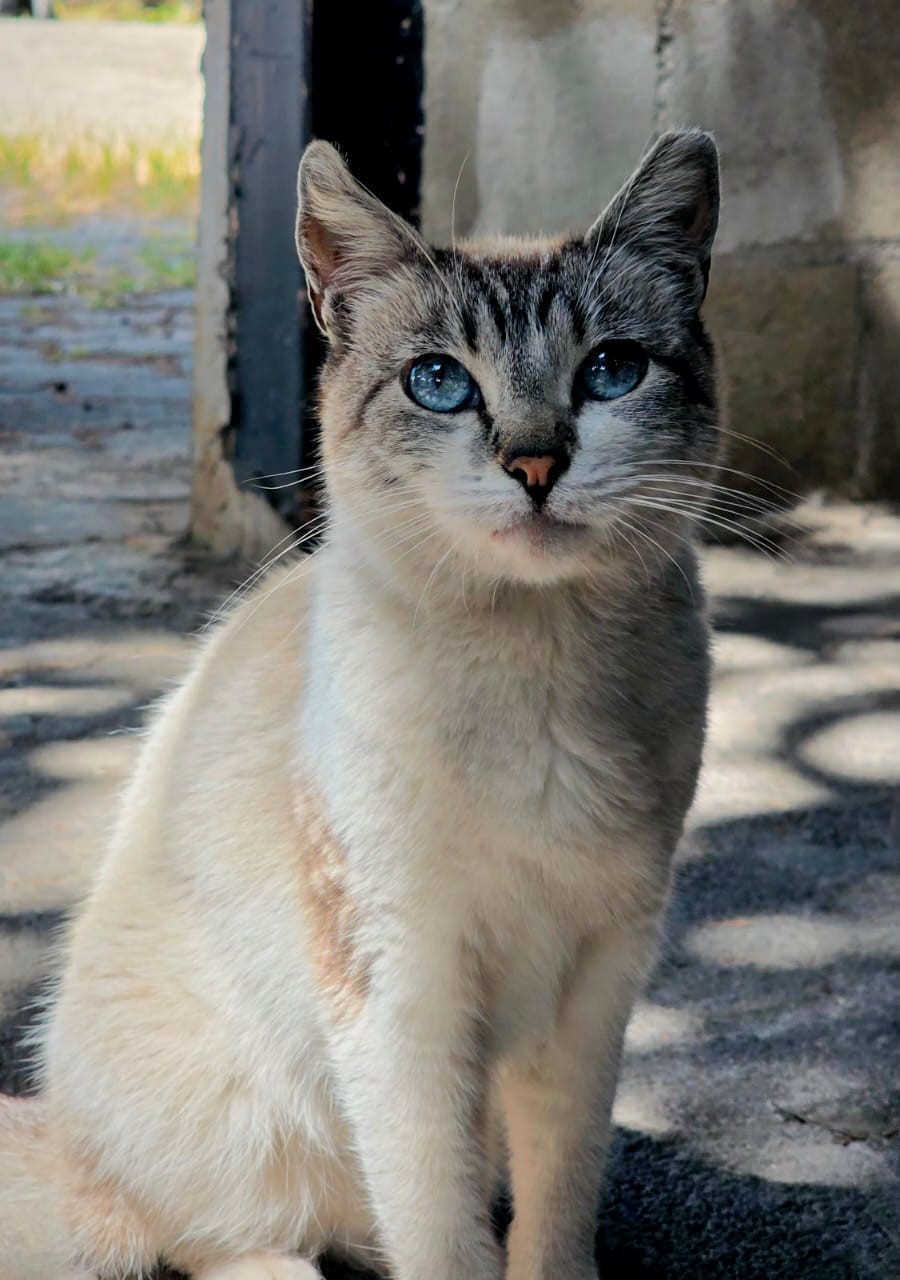 Cada gato merece una vida segura y llena de bienestar