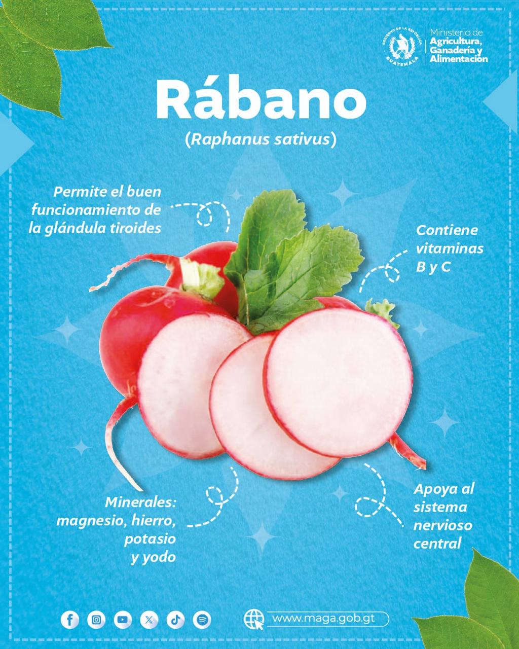 ¿Conoce los beneficios de consumir el rábano?