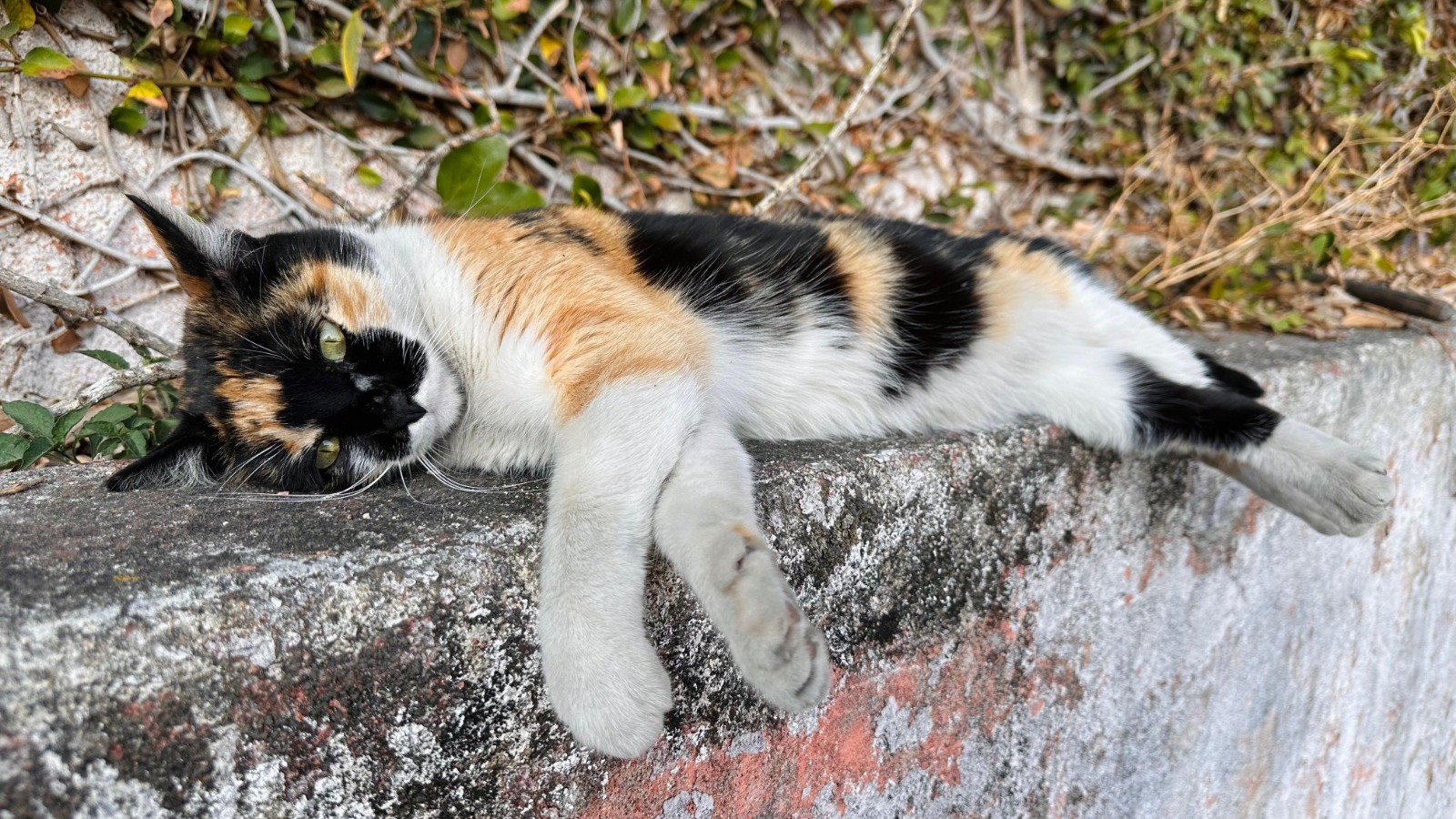 Cada gato merece una vida segura y llena de bienestar