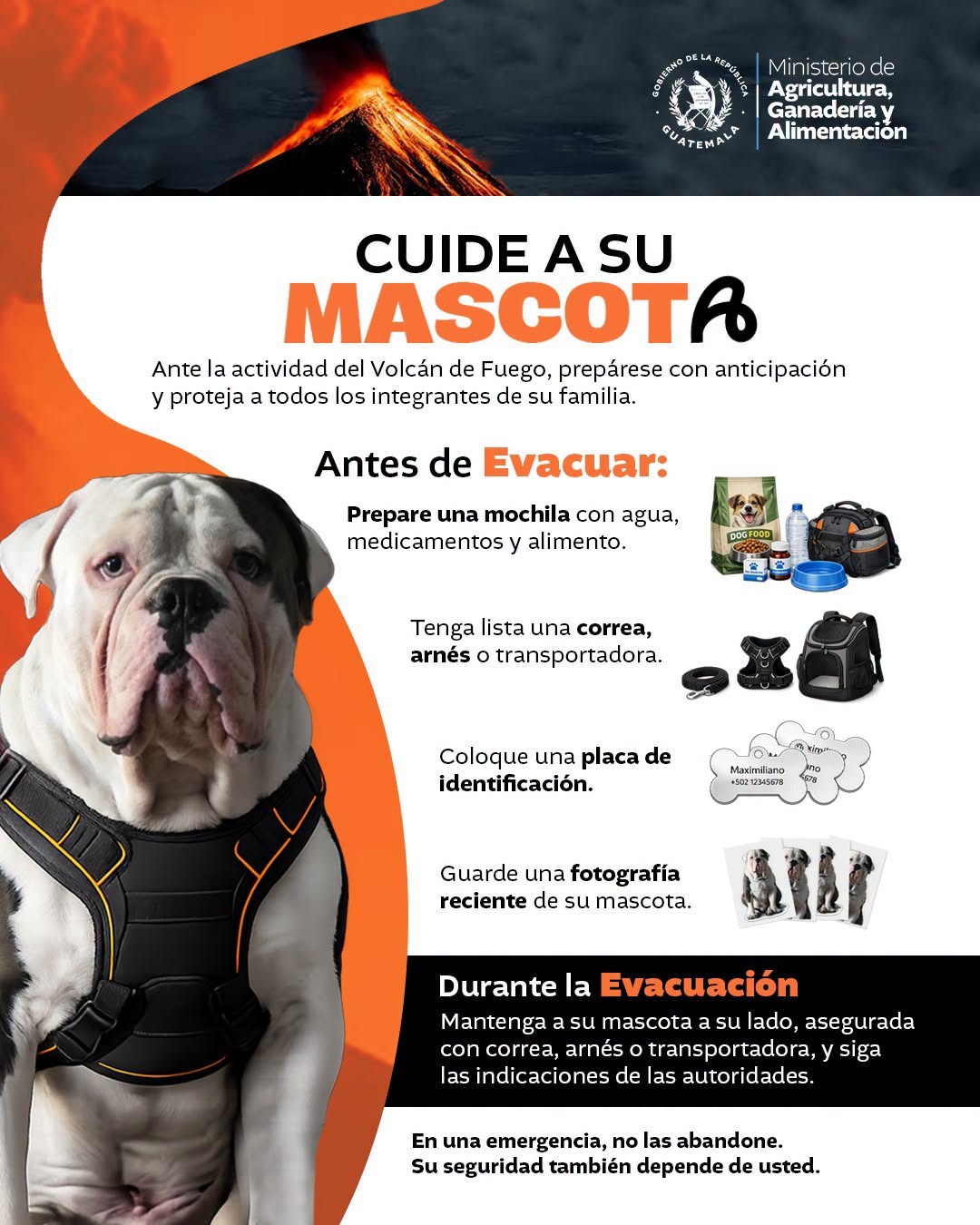 Recomendaciones para proteger a sus mascotas ante la actividad del Volcán de Fuego