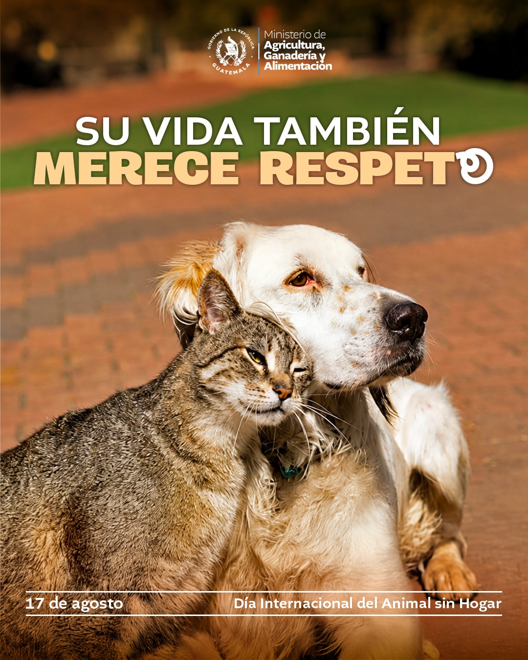 17 de agosto | Día Internacional del Animal Sin Hogar