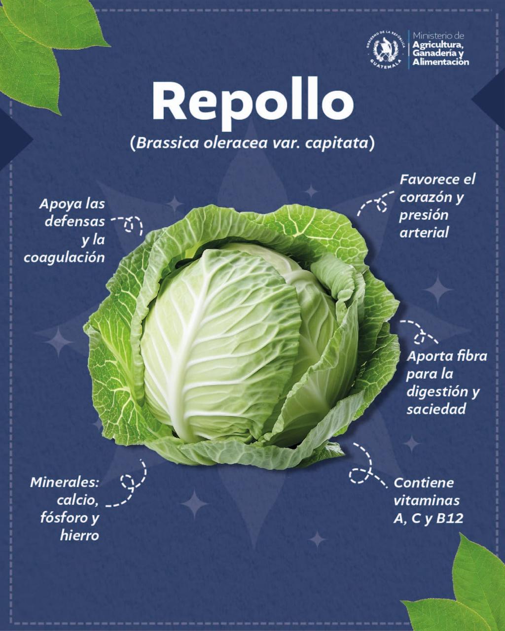¿Conoce los beneficios de consumir repollo?
