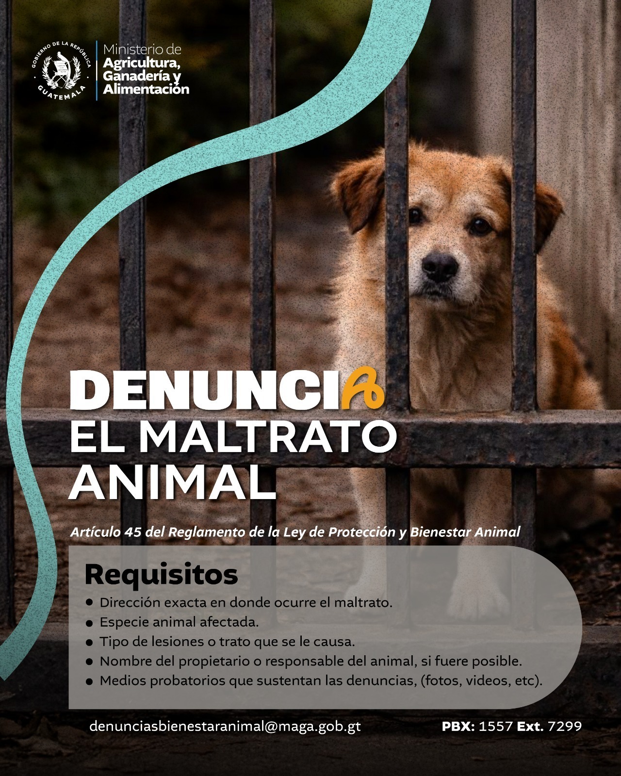 ¿Cómo denuncio un caso de maltrato animal?