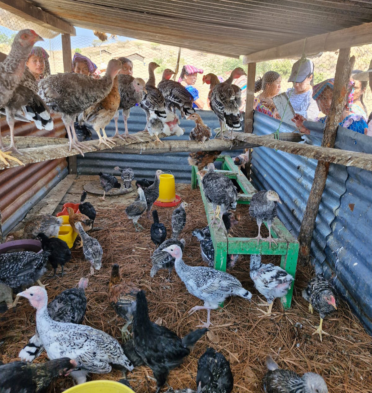 La producción del patrimonio aviar es una fortaleza ante la dificultad y escases de agua.