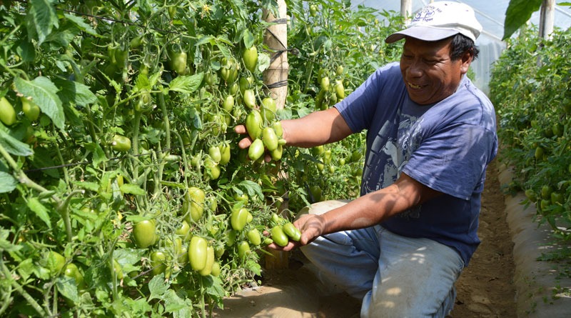 invernadero de tomate