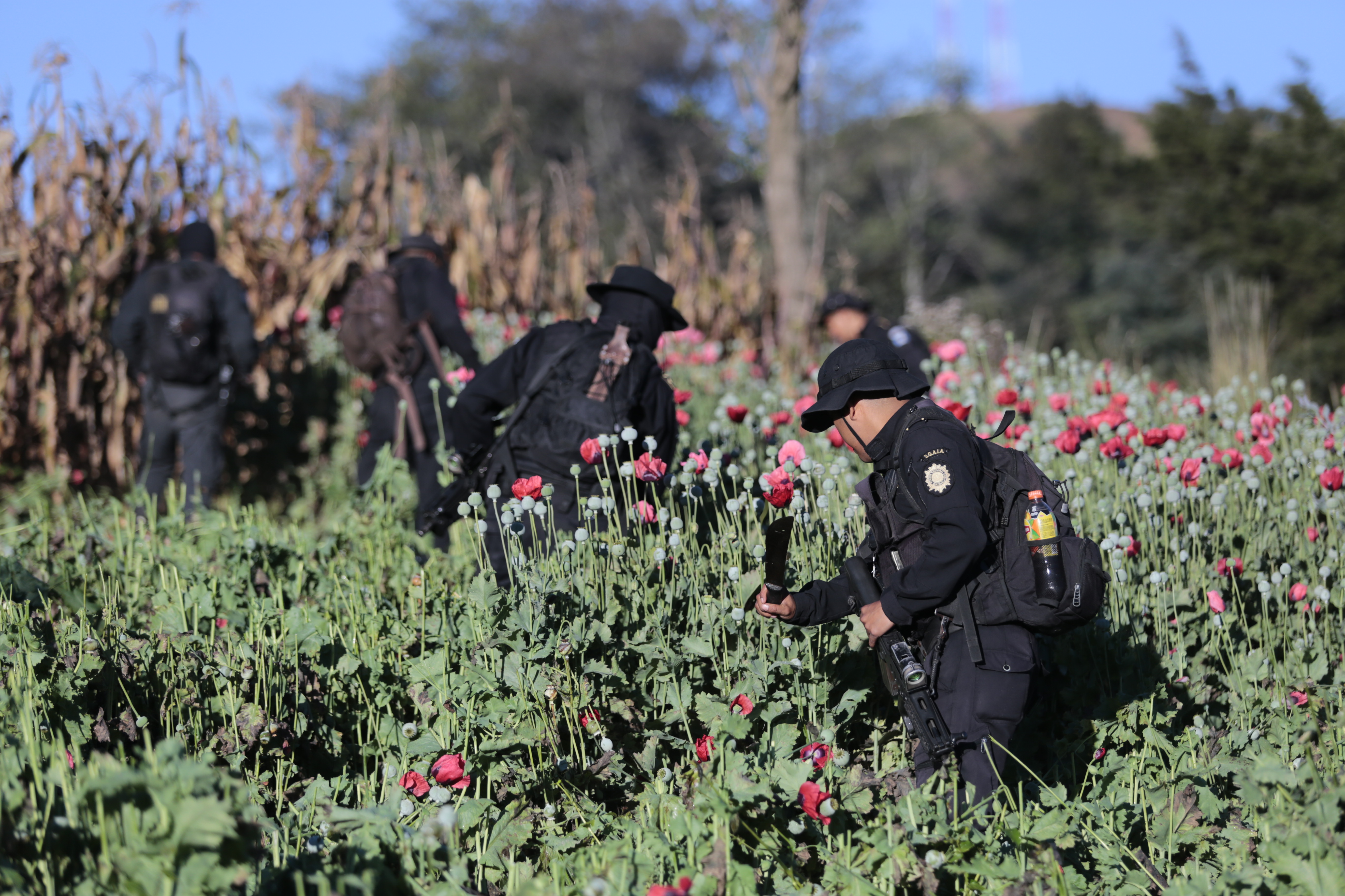 Mingob y SGAIA incautan al narcotráfico más de Q1 mil 400 millones