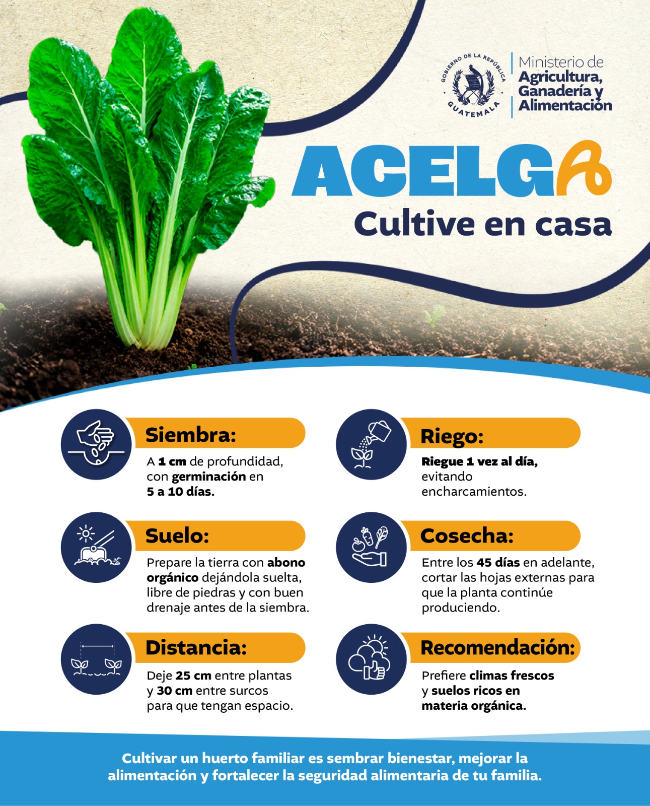 Cultive acelga en casa