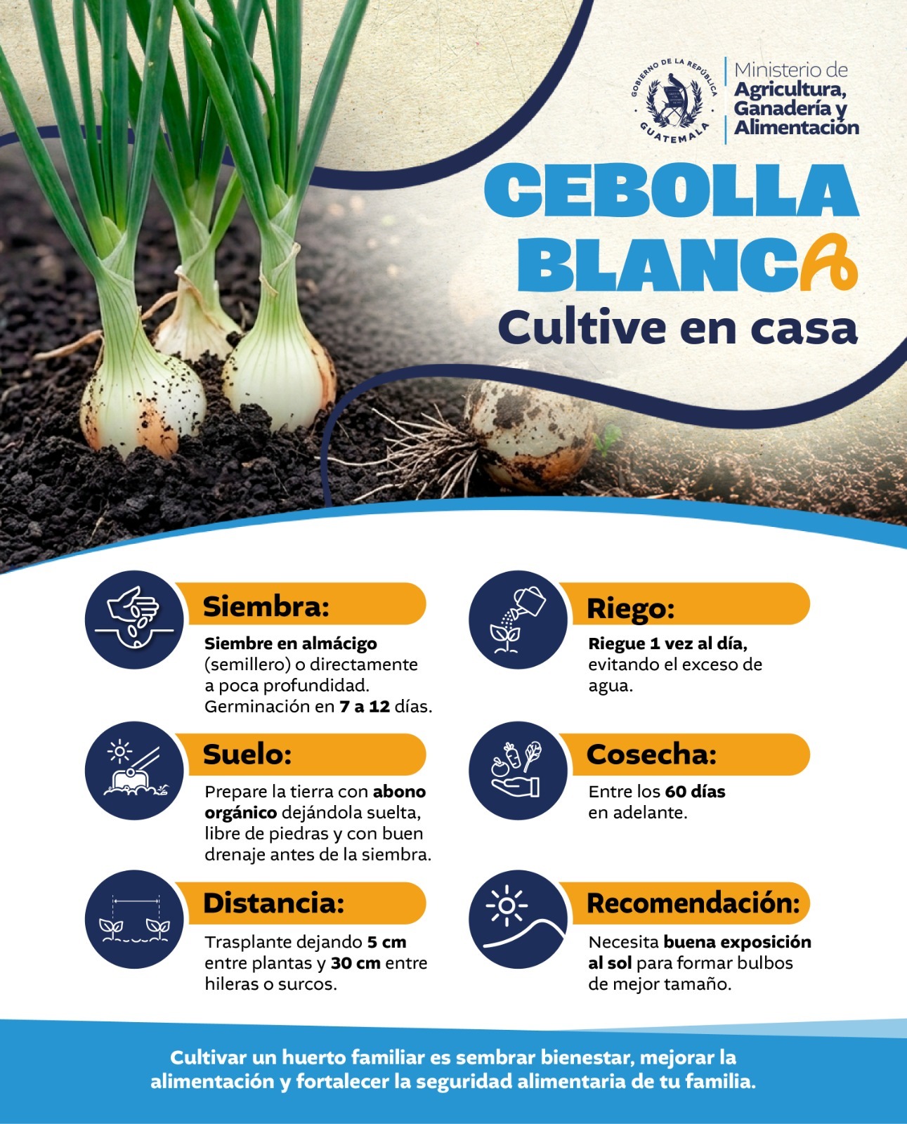Cultive cebolla blanca en casa