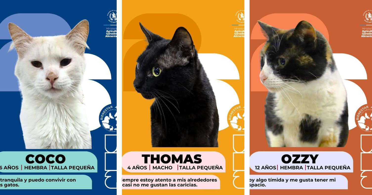 Estos gatitos buscan una familia que les regale amor y un hogar para siempre