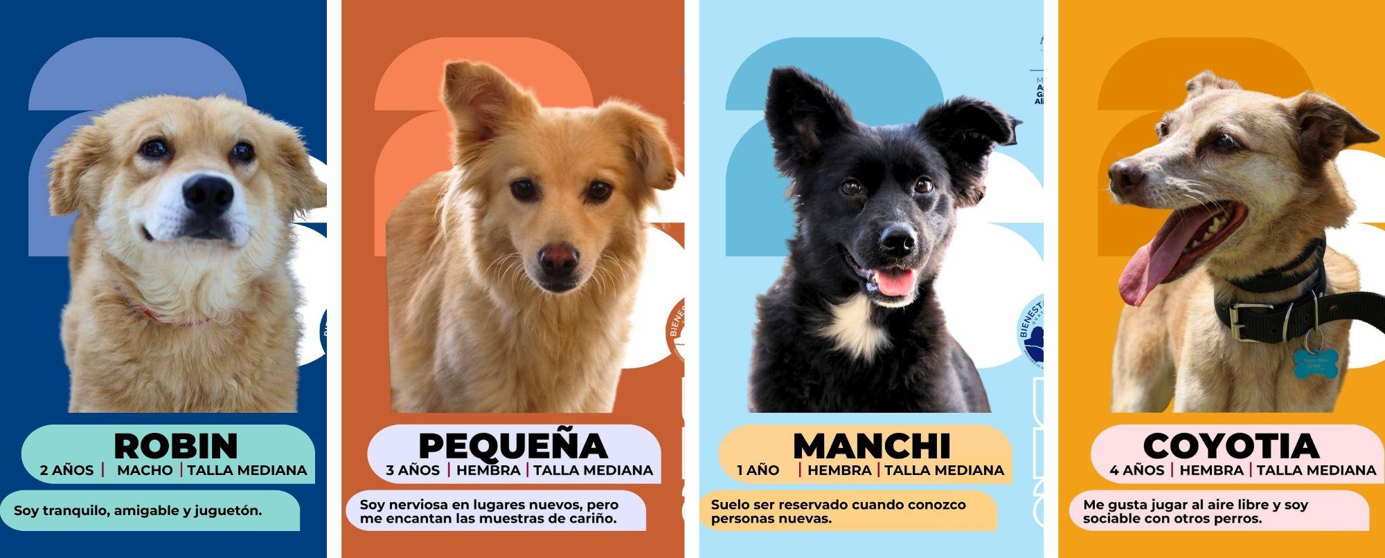 Huellitas en busca de un buen hogar