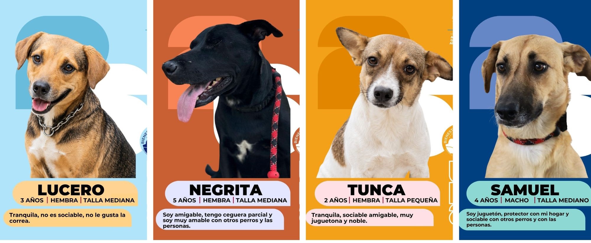 ¿Está listo para adoptar a su nuevo mejor amigo?