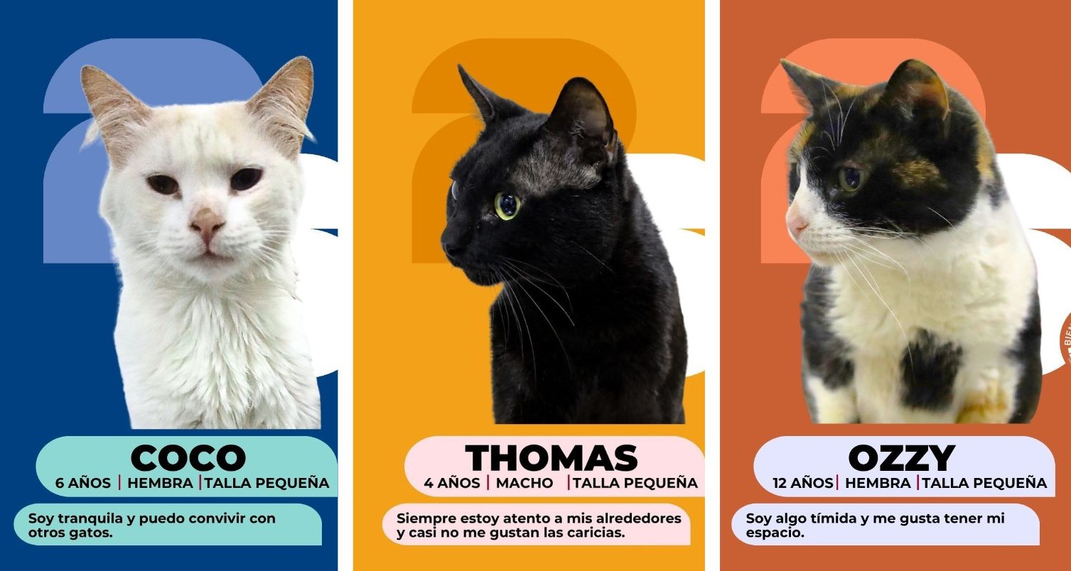 Se abre el mercado de fichajes más importante