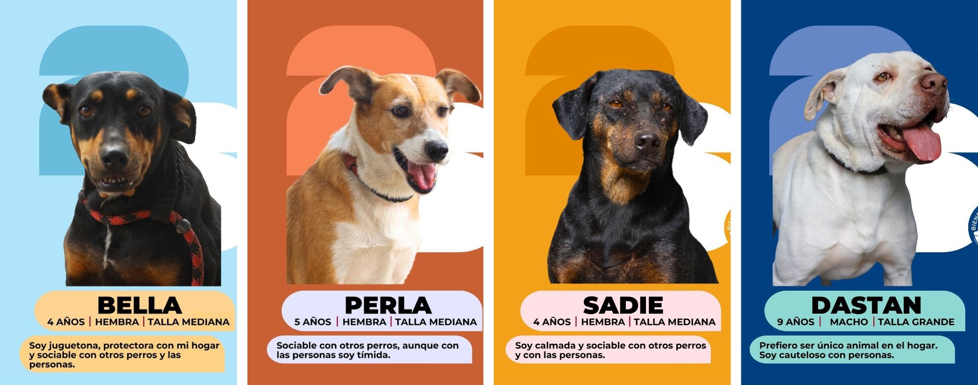 ¿Te gustaría adoptar a un buen amigo?