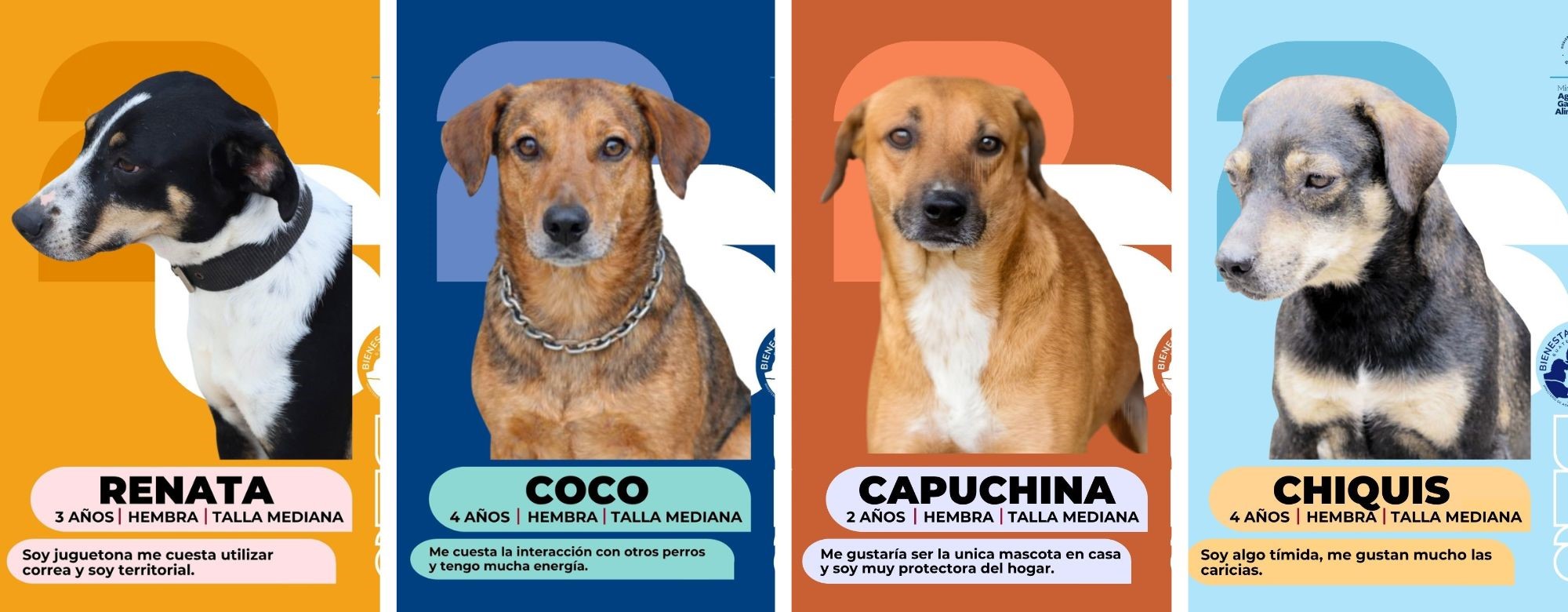 Ellos buscan una familia. Conoce el álbum de perritos en adopción