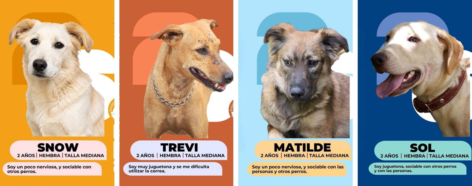 Estos peluditos de buen corazón desean ser su familia
