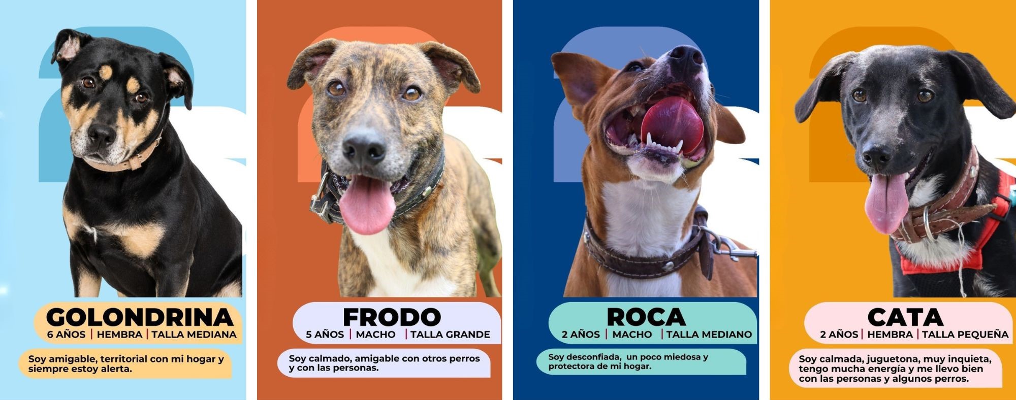 Listos para formar parte de un nuevo hogar