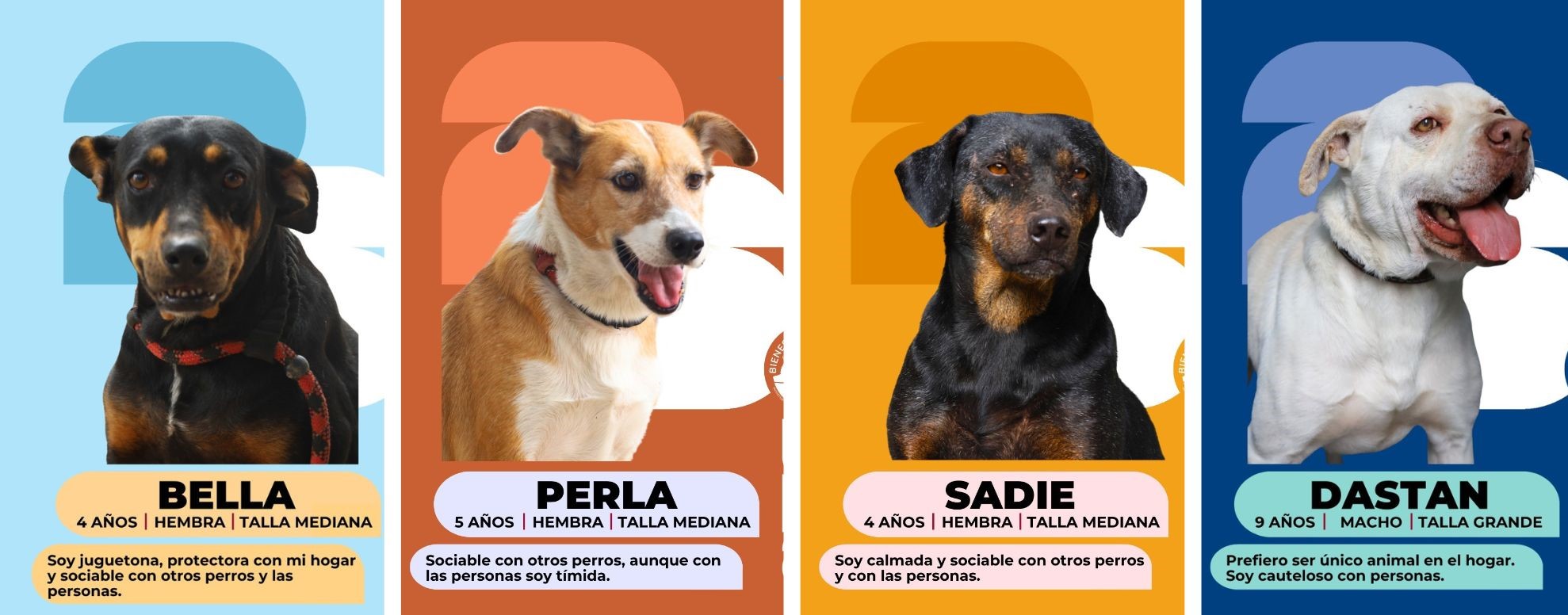 Conozca a Bella, Perla, Sadie y Dastan