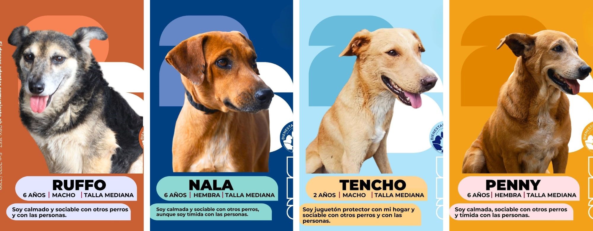 Conozca a Ruffo, Nala, Tencho y Penny