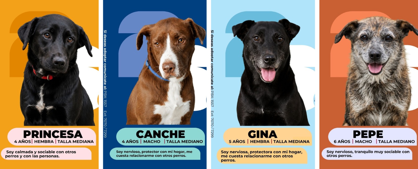 ¿Está listo para adoptar?