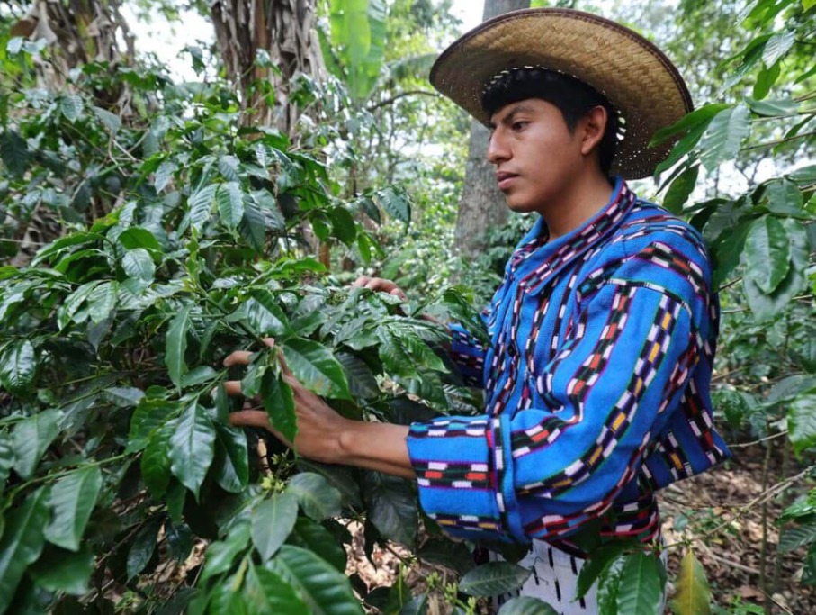 Pueblos indígenas fortalecen la seguridad alimentaria y el desarrollo agrícola del país