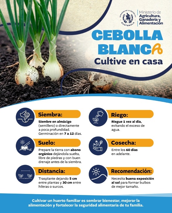 Cultive cebolla en casa