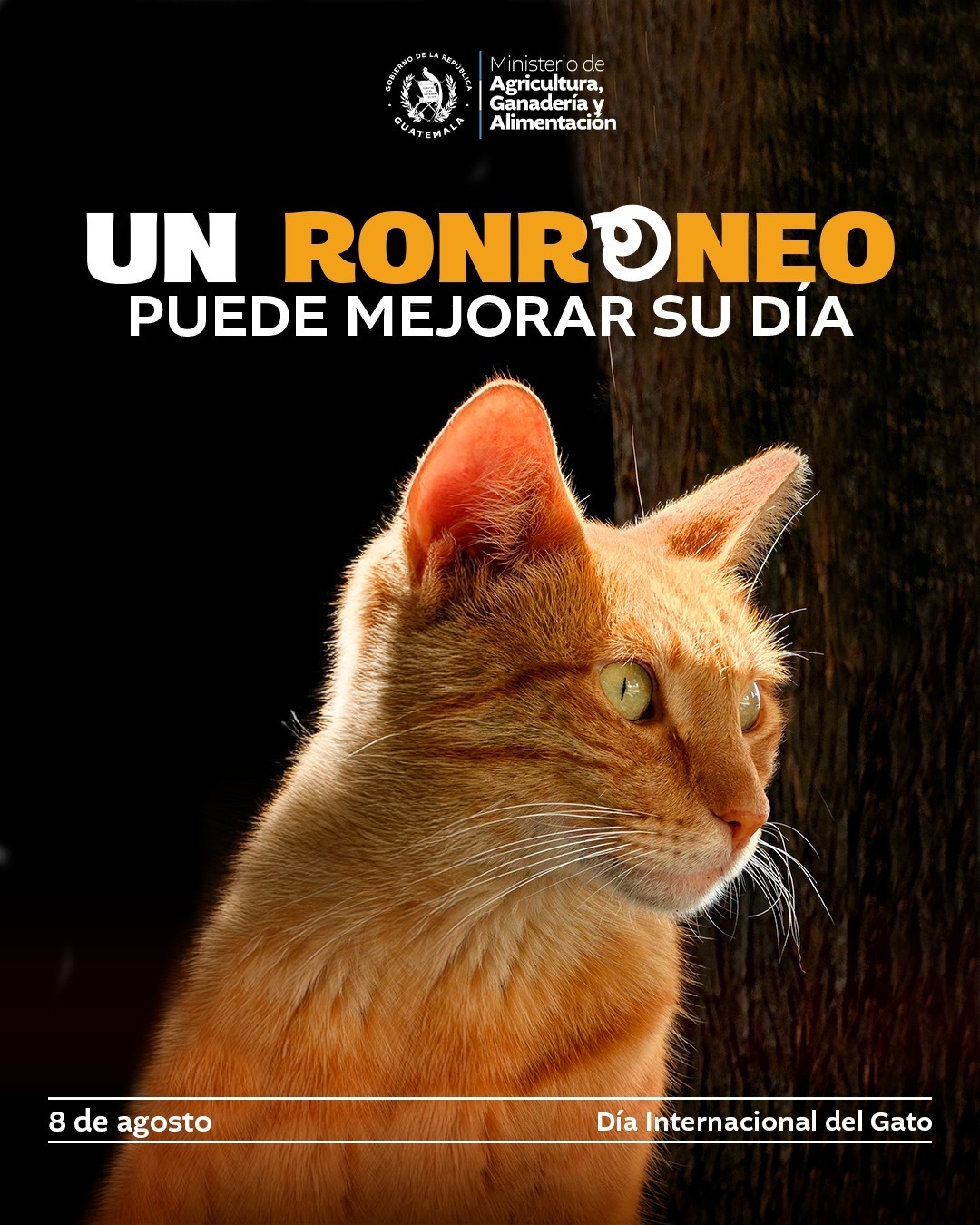 8 de agosto | Día Internacional del Gato