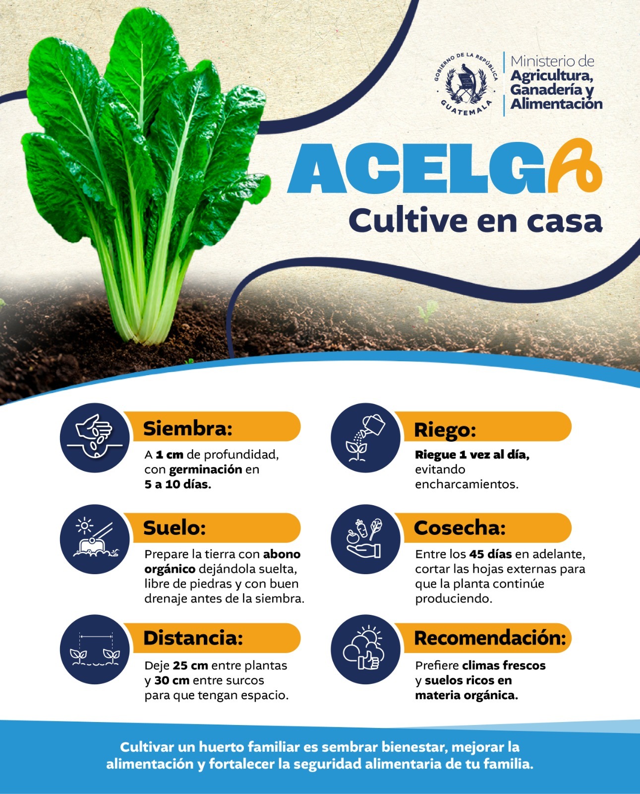 Acelga