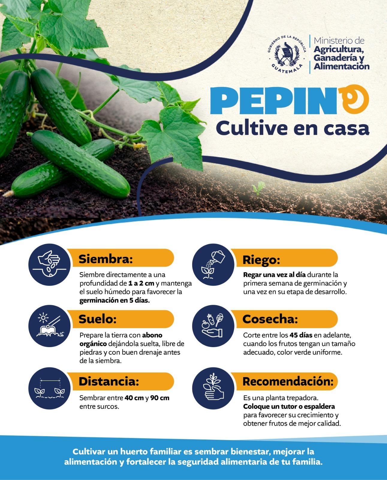 Cultive pepino en casa
