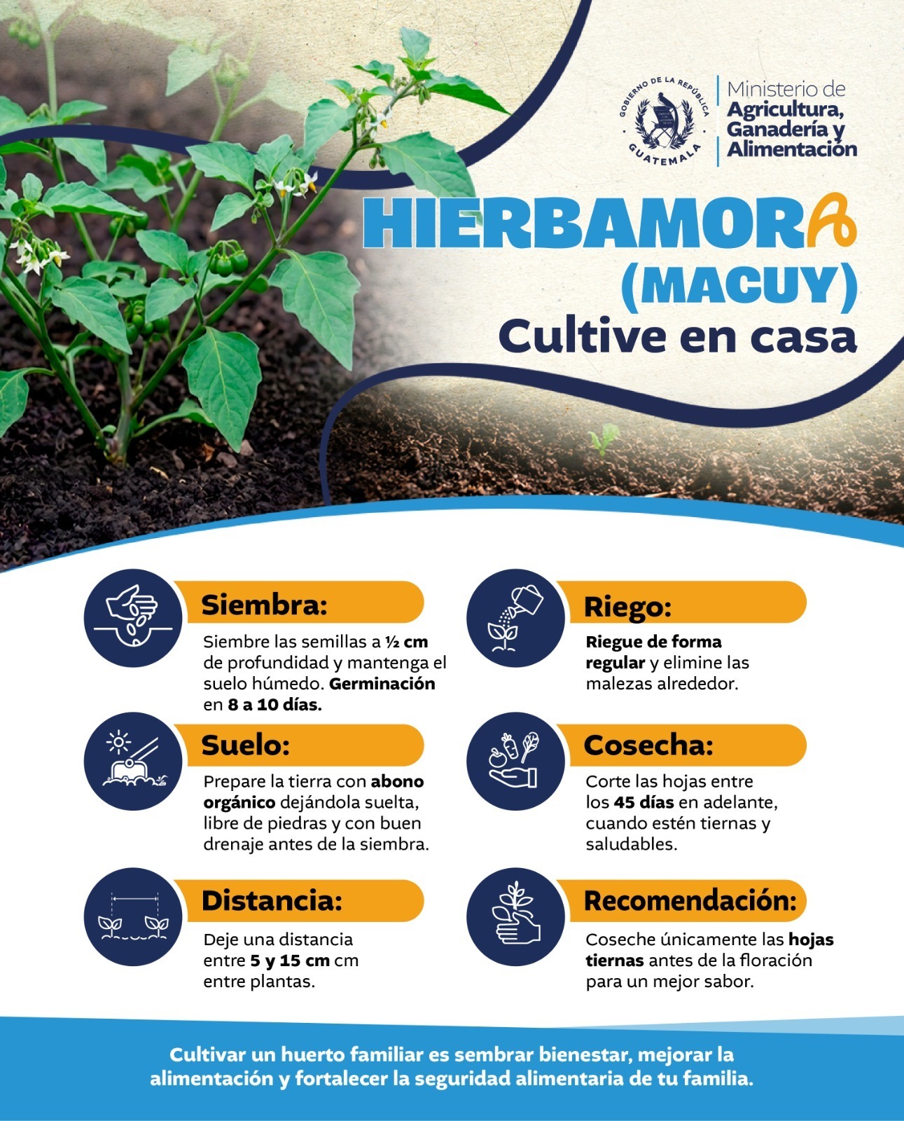 Hierbamora