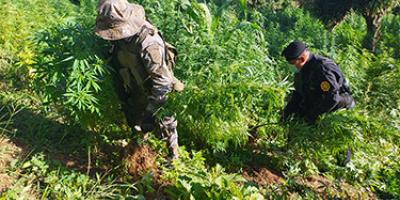 Personal militar apoya tareas de erradicación de ilícitos.