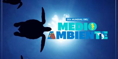 oceano tortuga marina