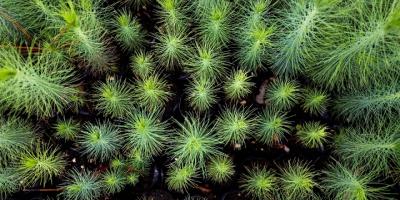 Guatemala plantará tres millones de árboles en el 2021