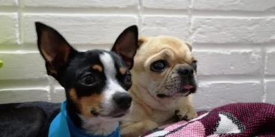 Guatemala integra requisitos para ingreso y egreso de perros y gatos como mascotas