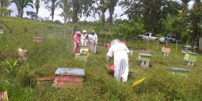 MAGA monitorea producción de miel ante amenaza de insecto