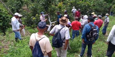 Intercambio de experiencias sobre la producción de aguacate