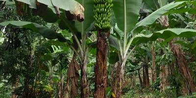 Campesinos cosecharan banano de la variedad cubano