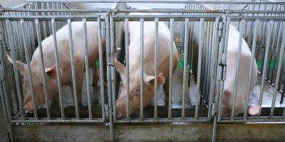 Guatemala busca declaración de país libre de Peste Porcina Clásica