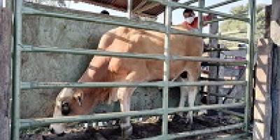 Comunidad Agraria comercializa ganado bovino de engorde