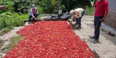 Campesinos proyectan  cosechar 30 quintales de chile
