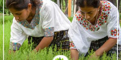 Mujeres trabajando en el sector forestal de Guatemala 