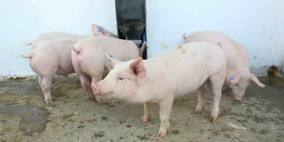 MAGA garantiza protección para la producción de cerdos en Guatemala