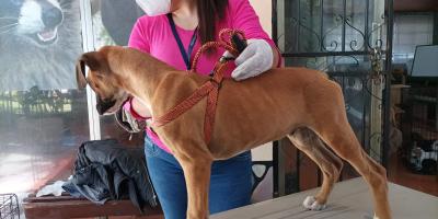 El MAGA rescata 31 animales en Quetzaltenango 