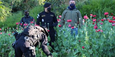 Quinto Viceministro supervisa erradicación de 7,100,496 matas de Amapola