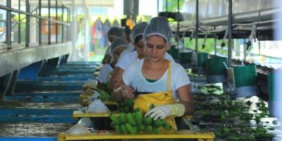 Unen esfuerzos para mejorar precios a los productores de banano