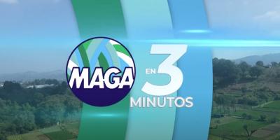 MAGA en 3 Minutos