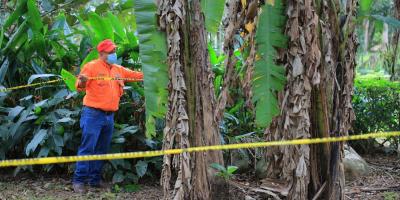 Guatemala realizará monitoreo satelital para prevenir hongo que afecta al banano y plátano
