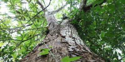 Los bosques, oxígeno para las urbes y oportunidad de desarrollo para comunidades